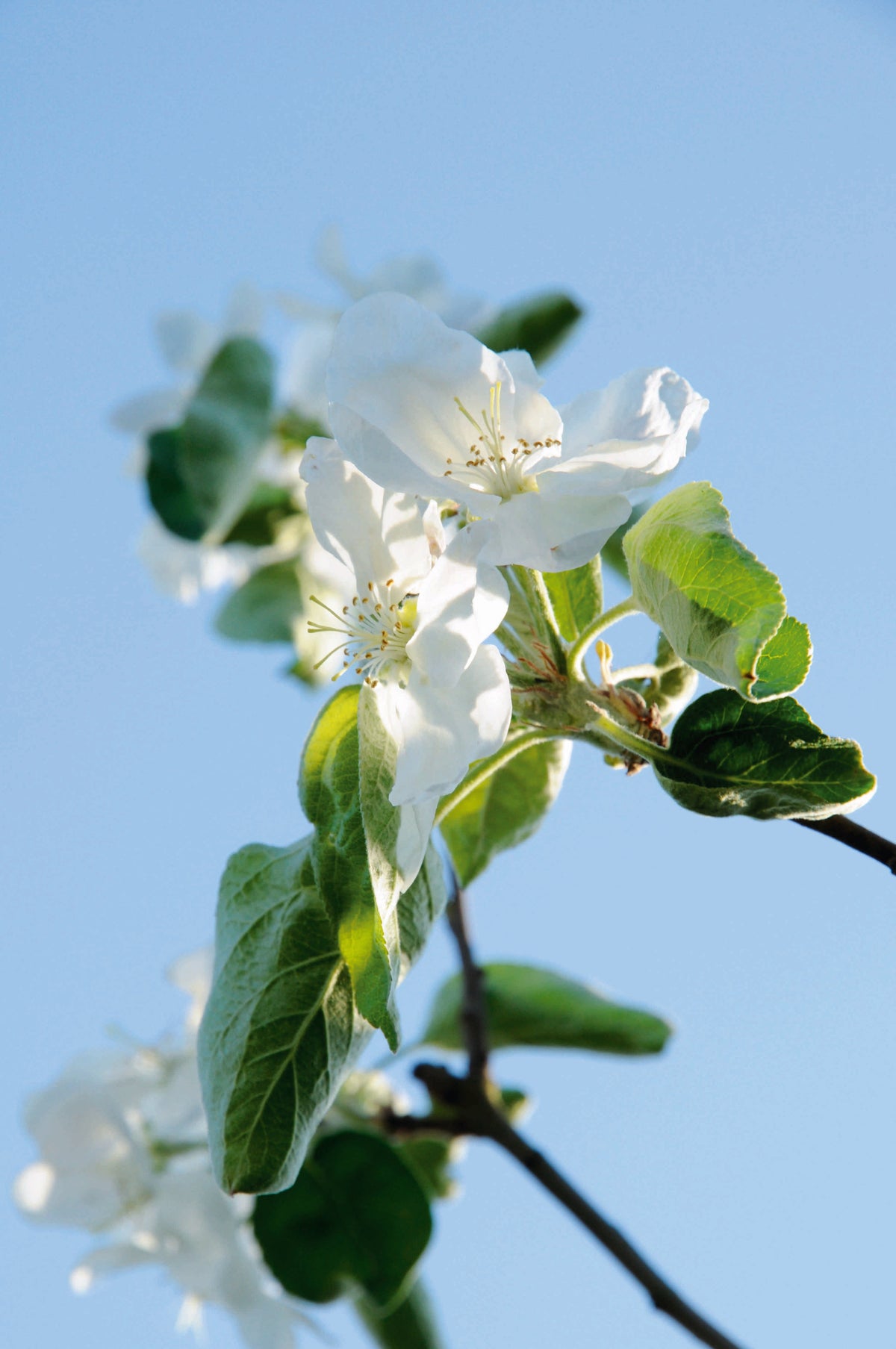 Serie Apfelblüte / Apple Blossom