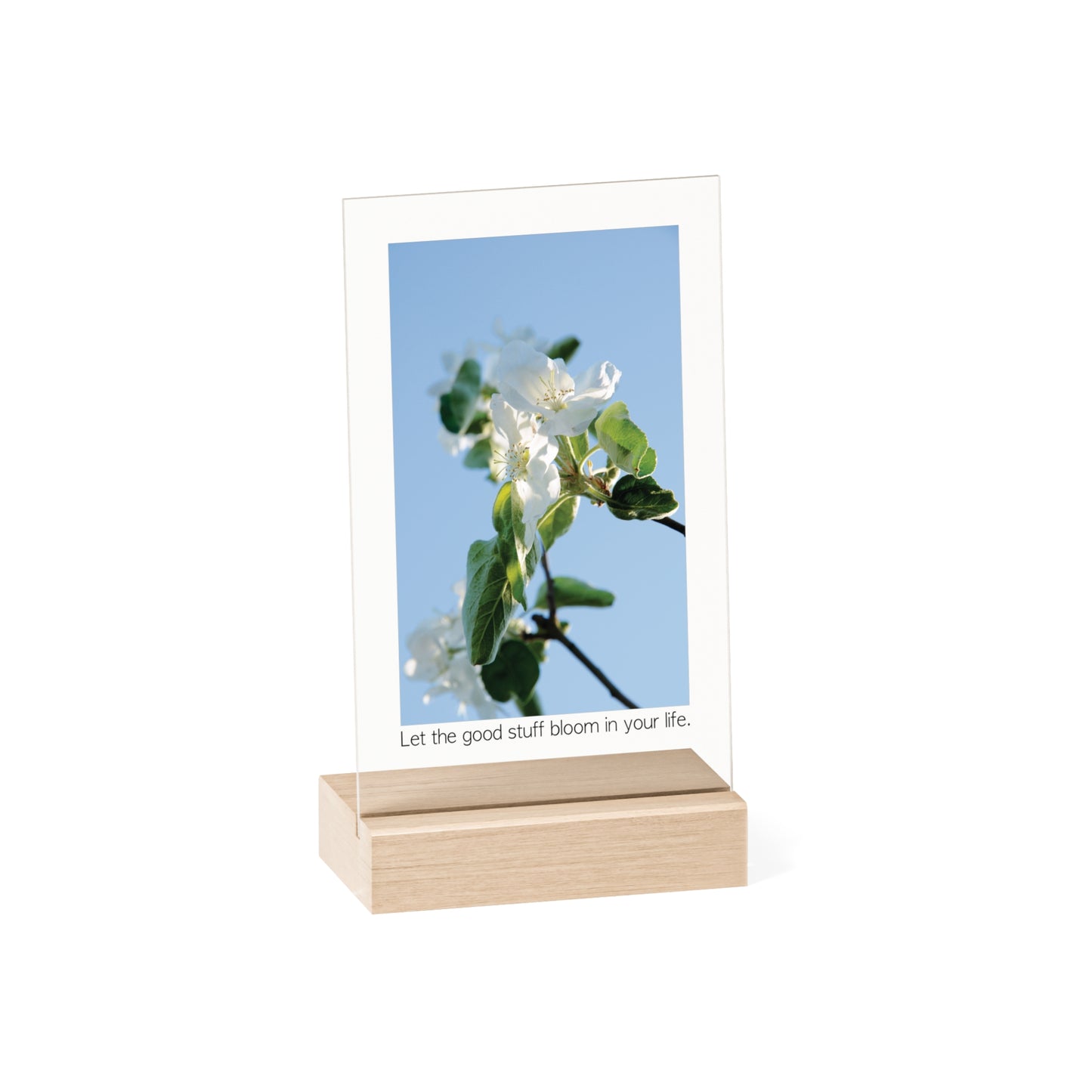 Acrylic Sign "Let the good stuff bloom in your life.“ - Elegant and inspiring art piece with Photograph „Apfelblüte/Apple Blossom“ by Sarah Buhl