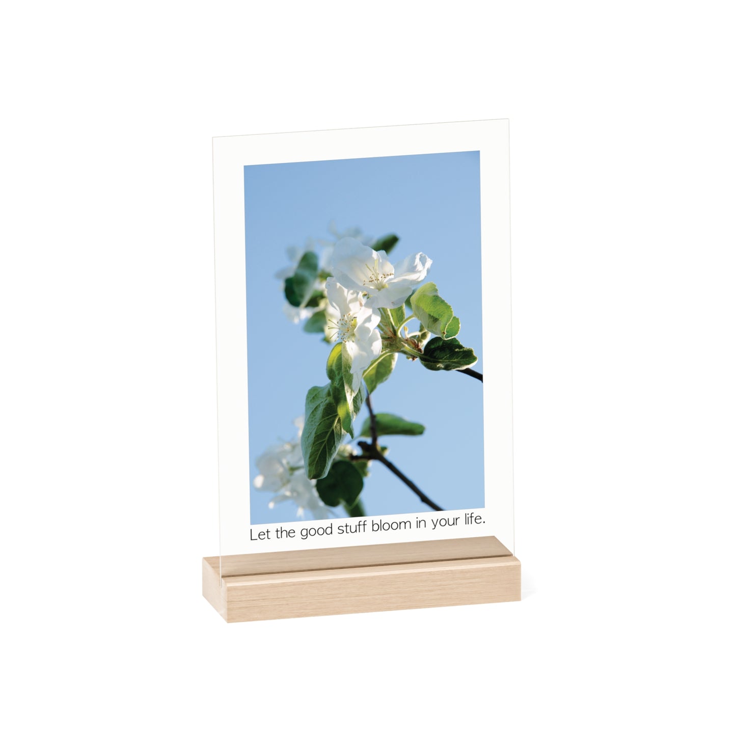 Acrylic Sign "Let the good stuff bloom in your life.“ - Elegant and inspiring art piece with Photograph „Apfelblüte/Apple Blossom“ by Sarah Buhl