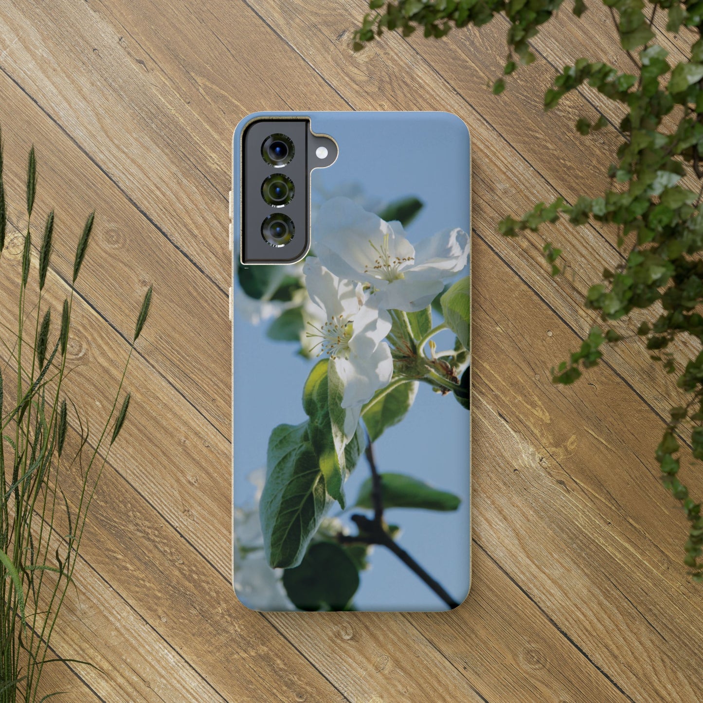 Biodegradable Phone Case „Apfelblüte/Apple Blossom“ – Eco-Friendly Artistic Accessory with Photo Design by Sarah Buhl – Magsafe® Compatible